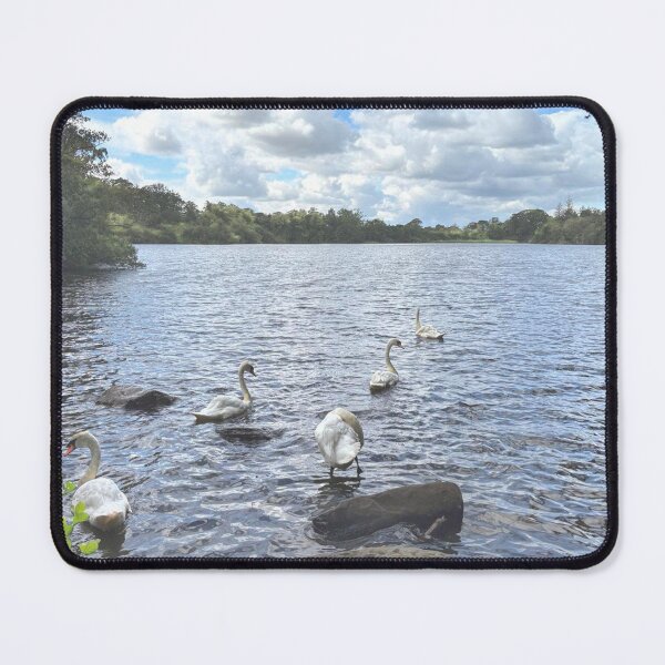 Item preview, Mute Swans on Bolam Lake in Northumberland designed and sold by Violaman.