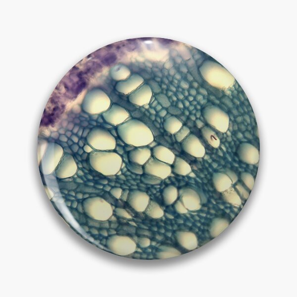 Item preview, Xylem Cross Section Toluidine Blue  designed and sold by DendroLens.