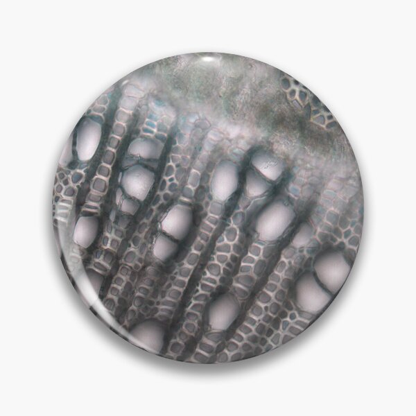 Item preview, Xylem Cross Section  designed and sold by DendroLens.