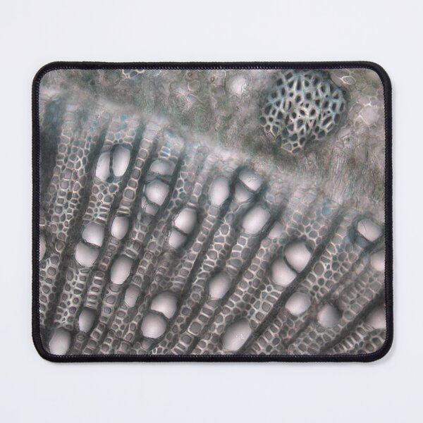 Item preview, Xylem Cross Section designed and sold by DendroLens.