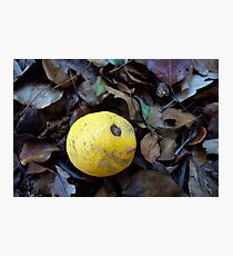 2017 Limone Photographic Print