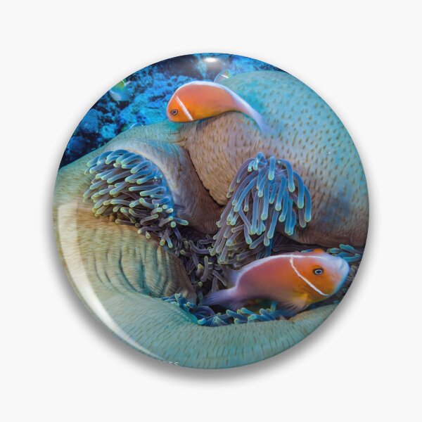 Item preview, Pink anemonefish at home designed and sold by tank200bar.