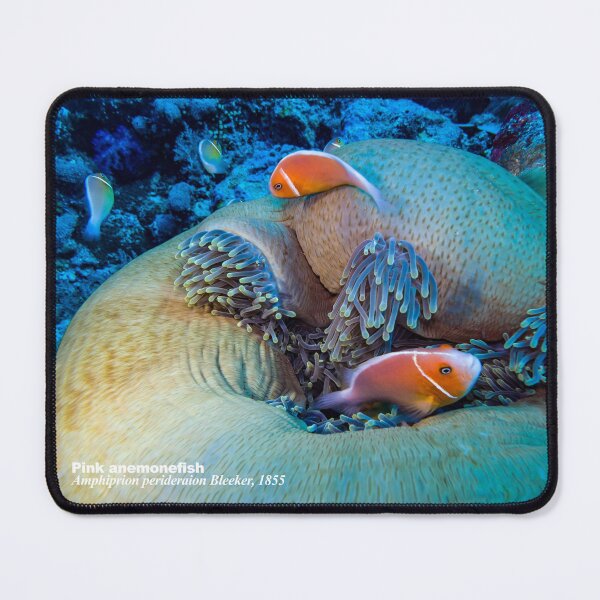 Item preview, Pink anemonefish at home designed and sold by tank200bar.