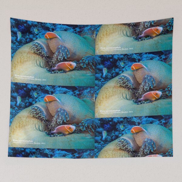Item preview, Pink anemonefish at home designed and sold by tank200bar.
