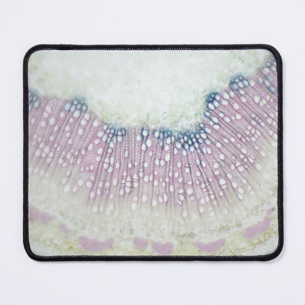 Item preview, Poplar tree wood cells designed and sold by DendroLens.