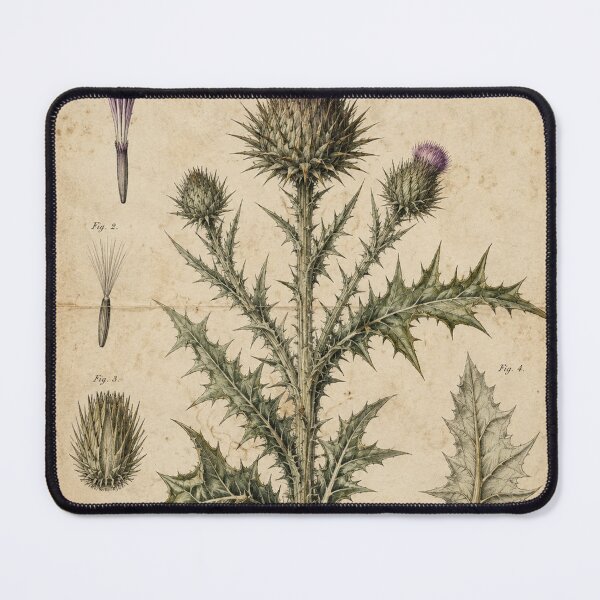 Item preview, Vintage Purple Thistle Botanical Study designed and sold by MWprint.
