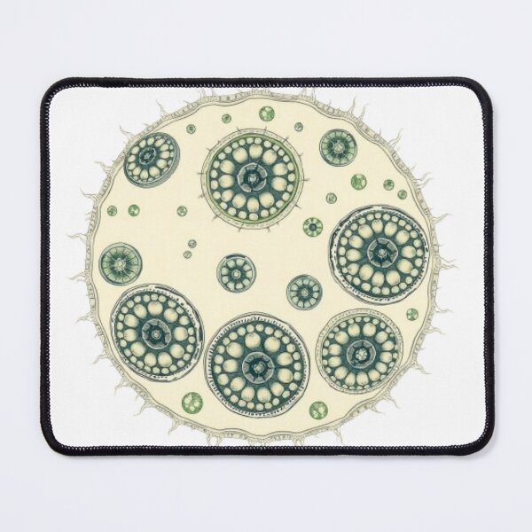 Item preview, Cyclospora Vintage Scientific Illustration | Microbiology Art | Biology Research Design designed and sold by MystiColo.