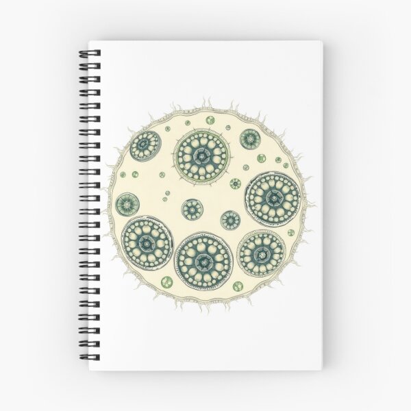 Item preview, Cyclospora Vintage Scientific Illustration | Microbiology Art | Biology Research Design designed and sold by MystiColo.