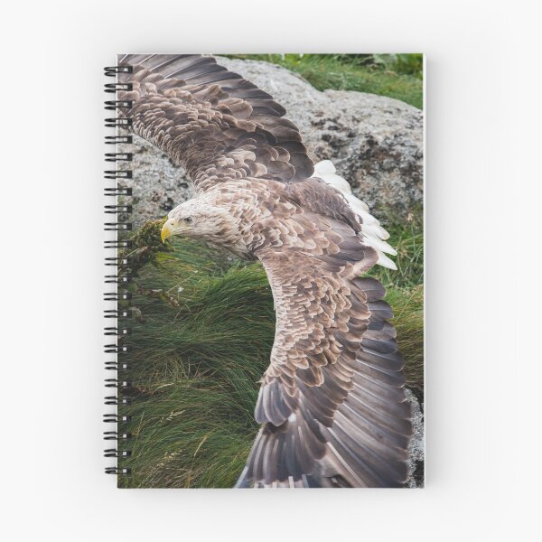 Item preview, Eagle gliding designed and sold by XaviFotografia.