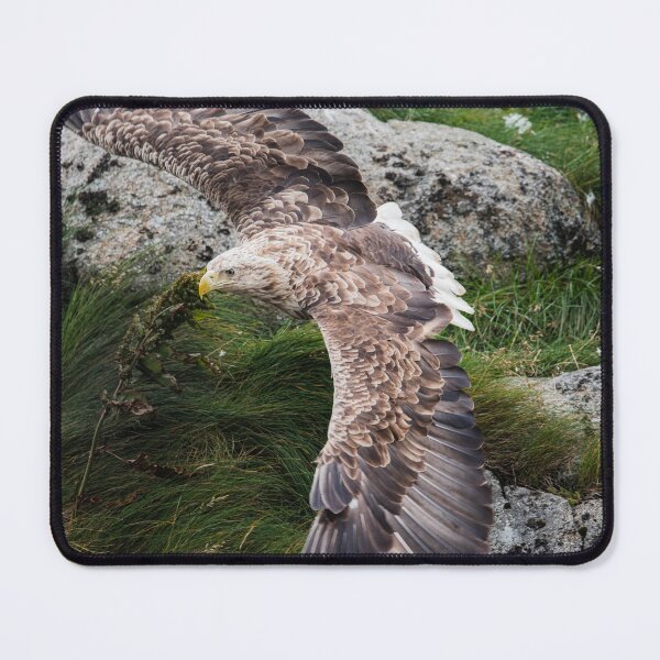 Item preview, Eagle gliding designed and sold by XaviFotografia.