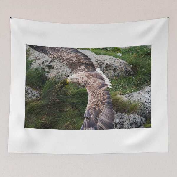 Item preview, Eagle gliding designed and sold by XaviFotografia.
