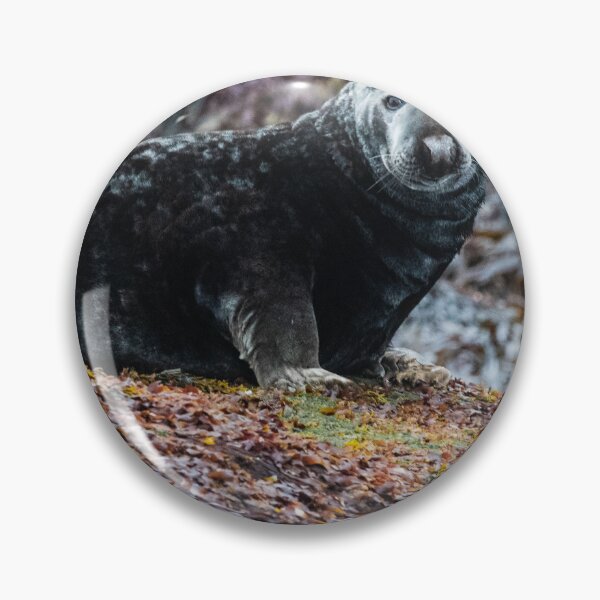 Item preview, Seal in Norway designed and sold by XaviFotografia.