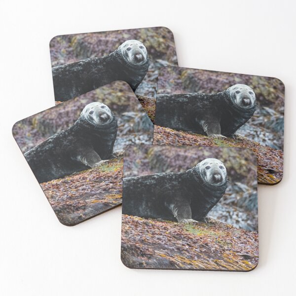 Item preview, Seal in Norway designed and sold by XaviFotografia.