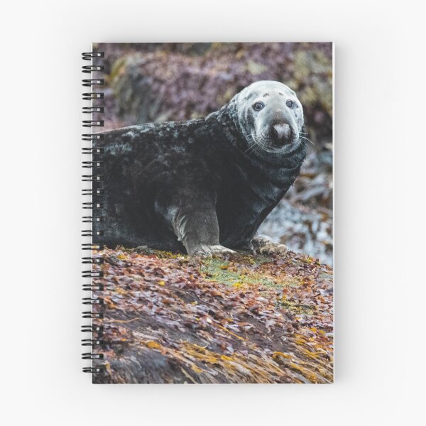Item preview, Seal in Norway designed and sold by XaviFotografia.