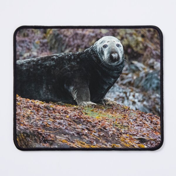 Item preview, Seal in Norway designed and sold by XaviFotografia.
