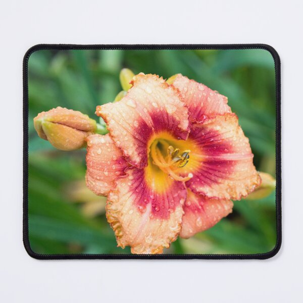 Item preview, Vivid Orangey Pink Daylily Bloom with Raindrops designed and sold by Georgia Mizuleva.