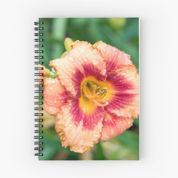 Item preview, Vivid Orangey Pink Daylily Bloom with Raindrops designed and sold by Georgia Mizuleva.