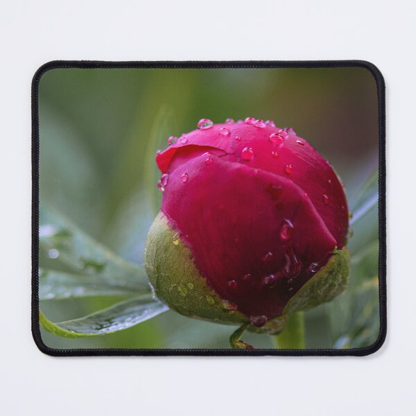 Item preview, Peony Flower Bud After Rain designed and sold by MoePhotography.