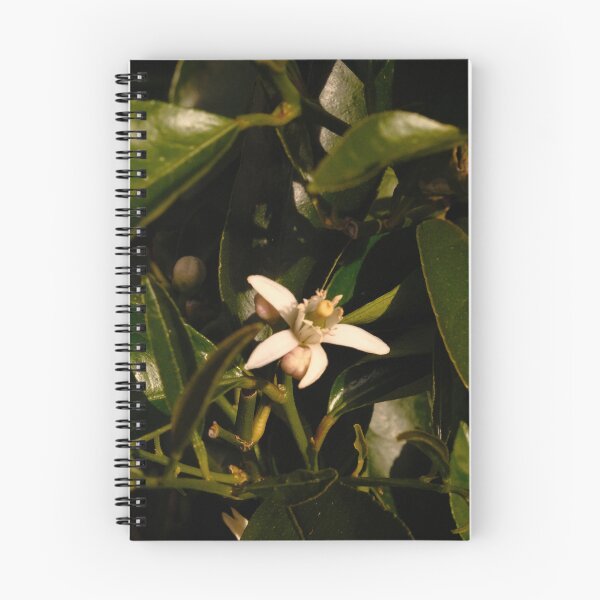 Item preview, Beautiful white flower from citrus tree designed and sold by Stylecontent91.