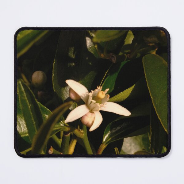Item preview, Beautiful white flower from citrus tree designed and sold by Stylecontent91.