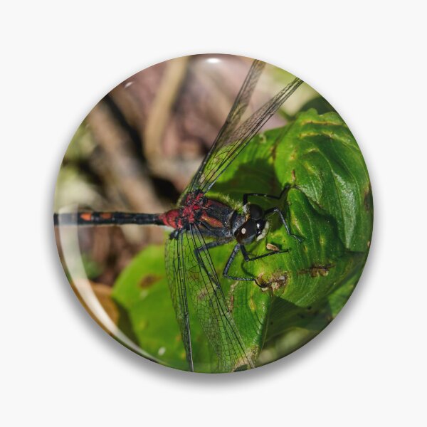 Item preview, Square. White-faced Darter designed and sold by Jouko Lehto Photography.