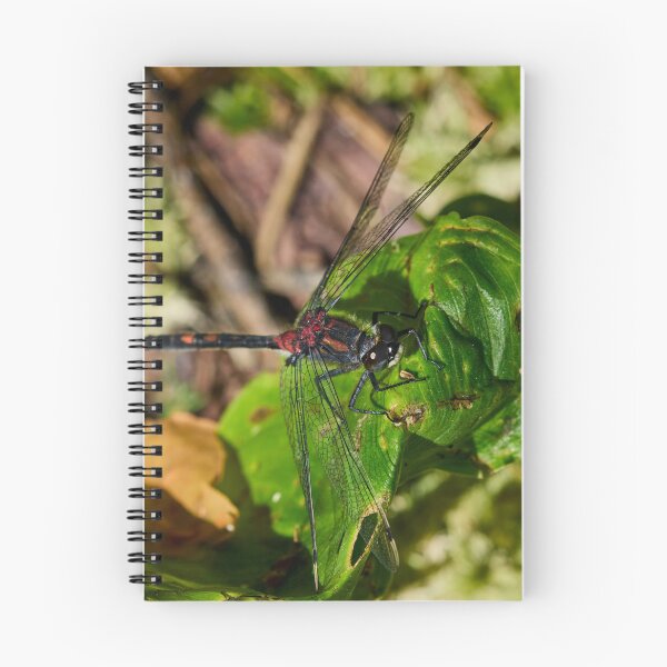 Item preview, Square. White-faced Darter designed and sold by Jouko Lehto Photography.