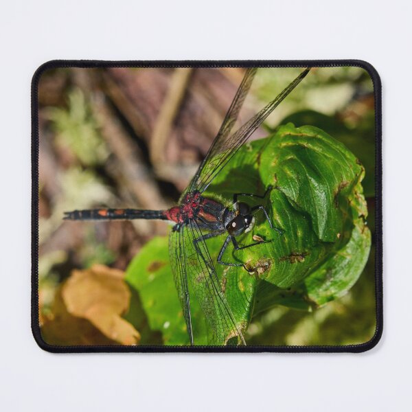 Item preview, Square. White-faced Darter designed and sold by Jouko Lehto Photography.