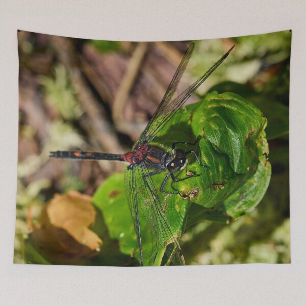 Item preview, Square. White-faced Darter designed and sold by Jouko Lehto Photography.