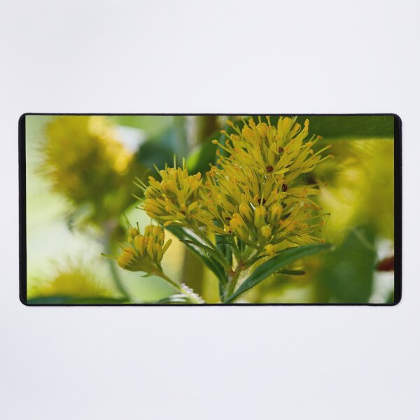 Item preview, Up close. Tufted loosestrife designed and sold by Jouko Lehto Photography.