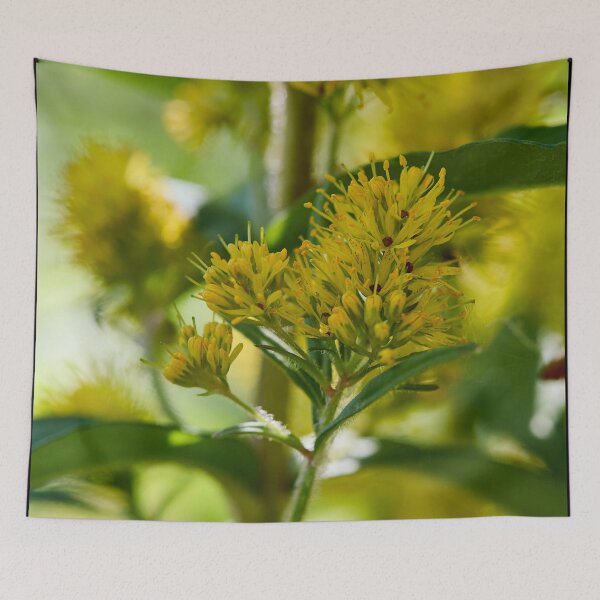 Item preview, Up close. Tufted loosestrife designed and sold by Jouko Lehto Photography.