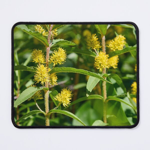 Item preview, Tufted loosestrife jungle designed and sold by Jouko Lehto Photography.