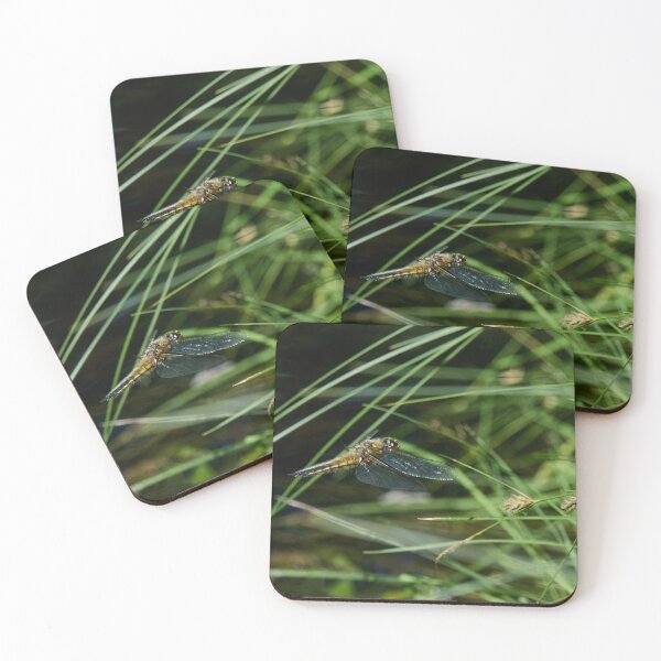 Item preview, Fly. Four-spotted Chaser designed and sold by Jouko Lehto Photography.
