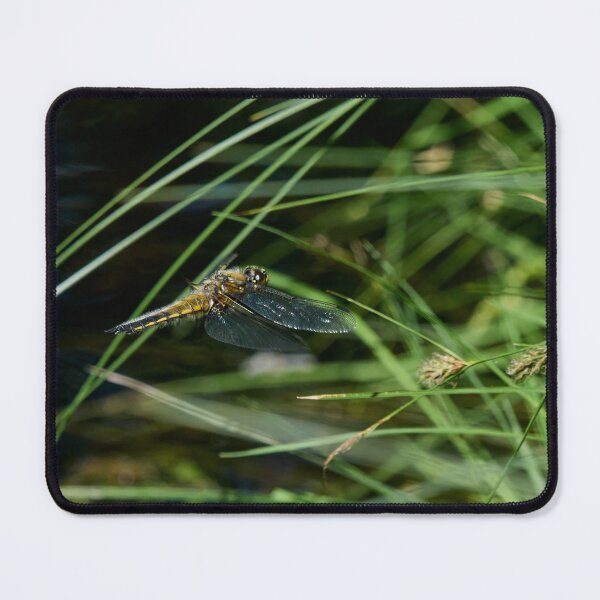 Item preview, Fly. Four-spotted Chaser designed and sold by Jouko Lehto Photography.