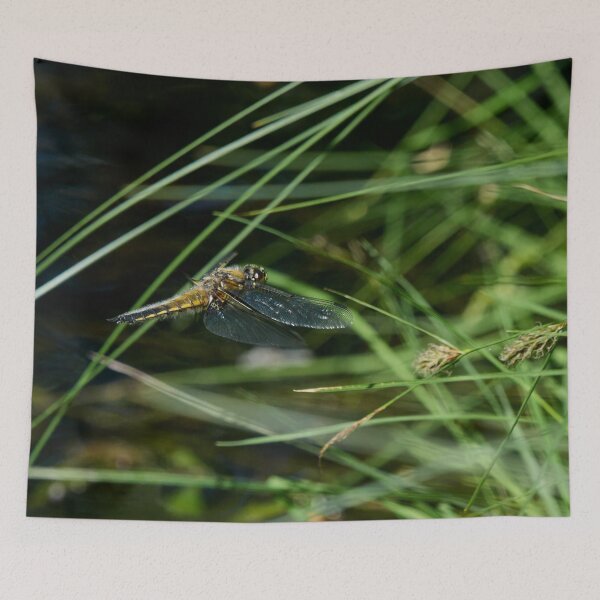 Item preview, Fly. Four-spotted Chaser designed and sold by Jouko Lehto Photography.