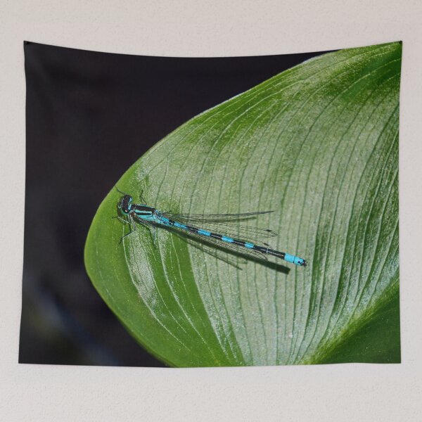 Item preview, Variable. Variable damselfly designed and sold by Jouko Lehto Photography.