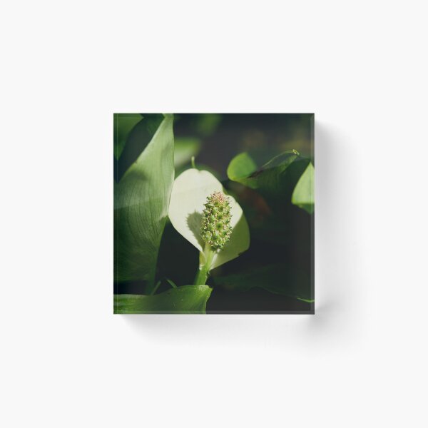Item preview, White flower. Bog Arum designed and sold by Jouko Lehto Photography.