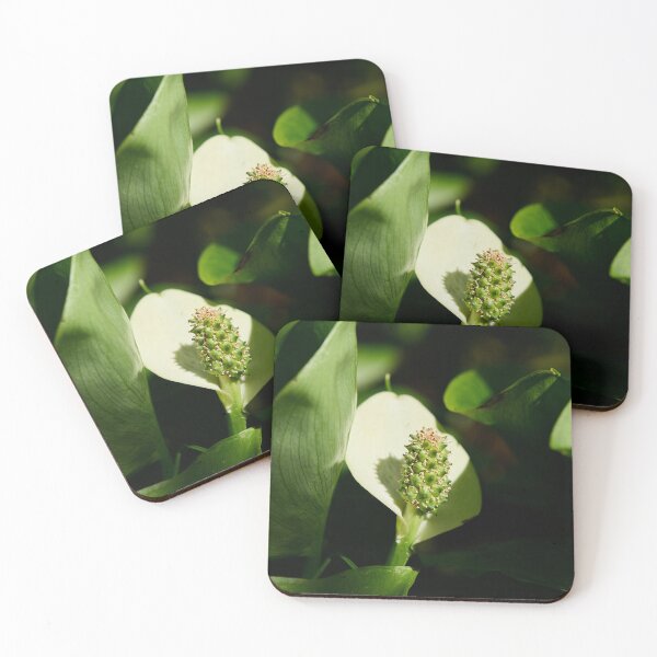 Item preview, White flower. Bog Arum designed and sold by Jouko Lehto Photography.