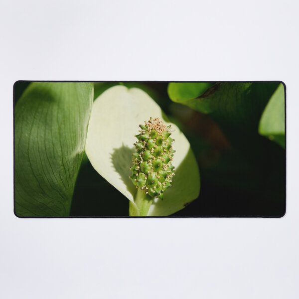 Item preview, White flower. Bog Arum designed and sold by Jouko Lehto Photography.