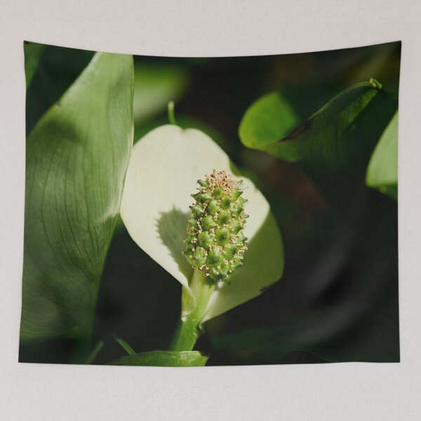 Item preview, White flower. Bog Arum designed and sold by Jouko Lehto Photography.