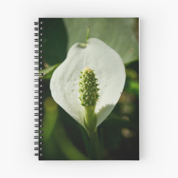 Item preview, Spot of light. Bog Arum designed and sold by Jouko Lehto Photography.