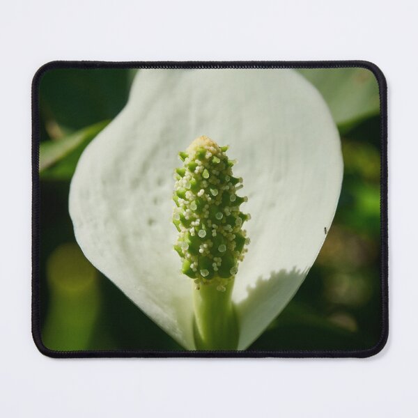 Item preview, Spot of light. Bog Arum designed and sold by Jouko Lehto Photography.