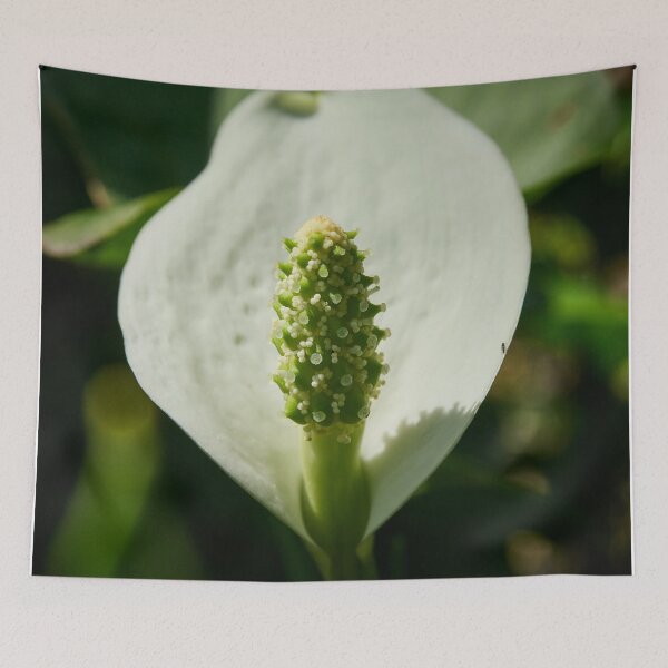 Item preview, Spot of light. Bog Arum designed and sold by Jouko Lehto Photography.