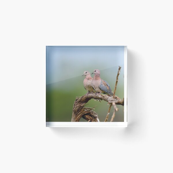 Item preview, Pair of African birds Resting on a Branch designed and sold by OlaniPictures.