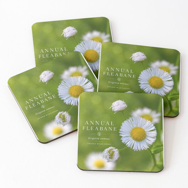 Item preview, Annual Fleabane Wild Daisy Botanical Art Poste designed and sold by greatlakesimage.