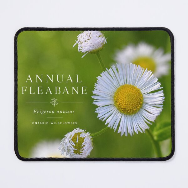 Item preview, Annual Fleabane Wild Daisy Botanical Art Poste designed and sold by greatlakesimage.