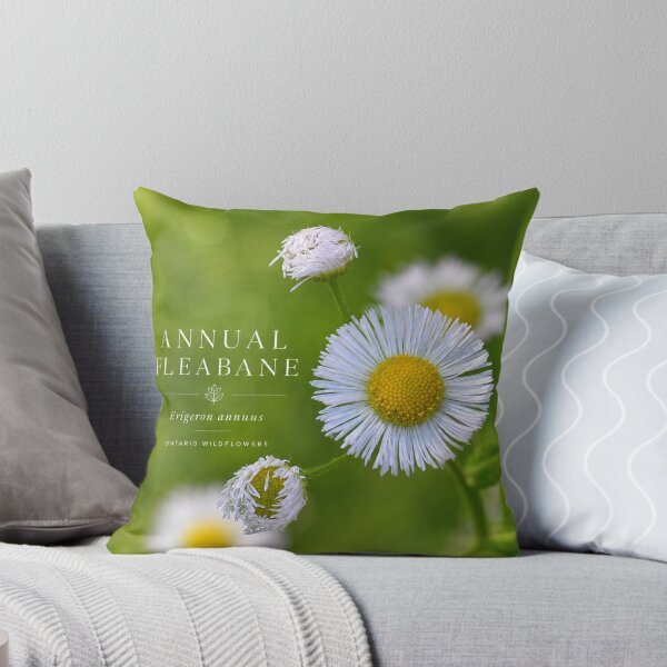 Item preview, Annual Fleabane Wild Daisy Botanical Art Poste designed and sold by greatlakesimage.