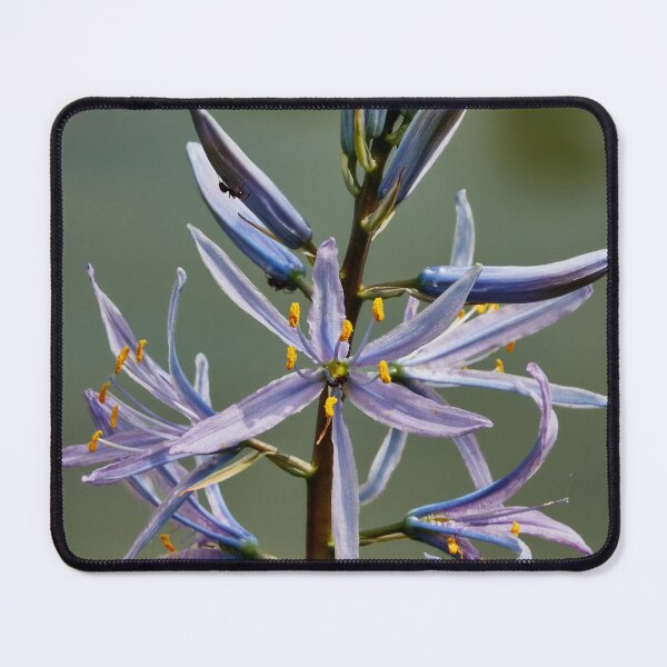 Item preview, Purple Camassia designed and sold by Eidetic Photos.