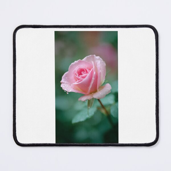 Item preview, Pink Rose with Dew Drops designed and sold by ThilankaDesign.