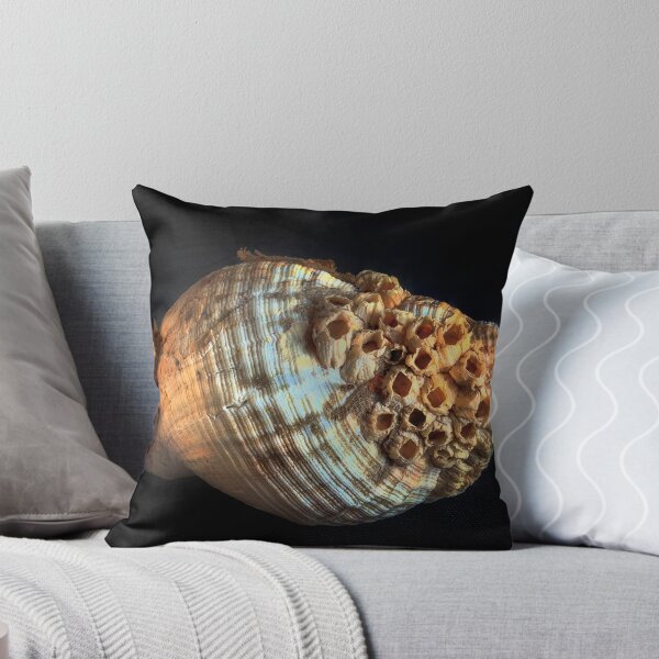 Item preview, Common whelk and barnacles designed and sold by Leighton Collins.