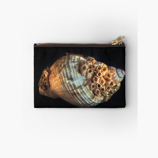 Item preview, Common whelk and barnacles designed and sold by Leighton Collins.